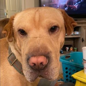 Meet your Posher, Ricky